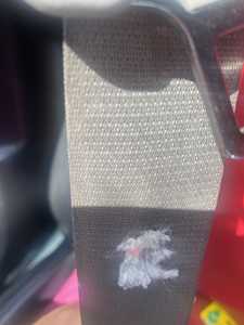 dog chewed on my seatbelt2